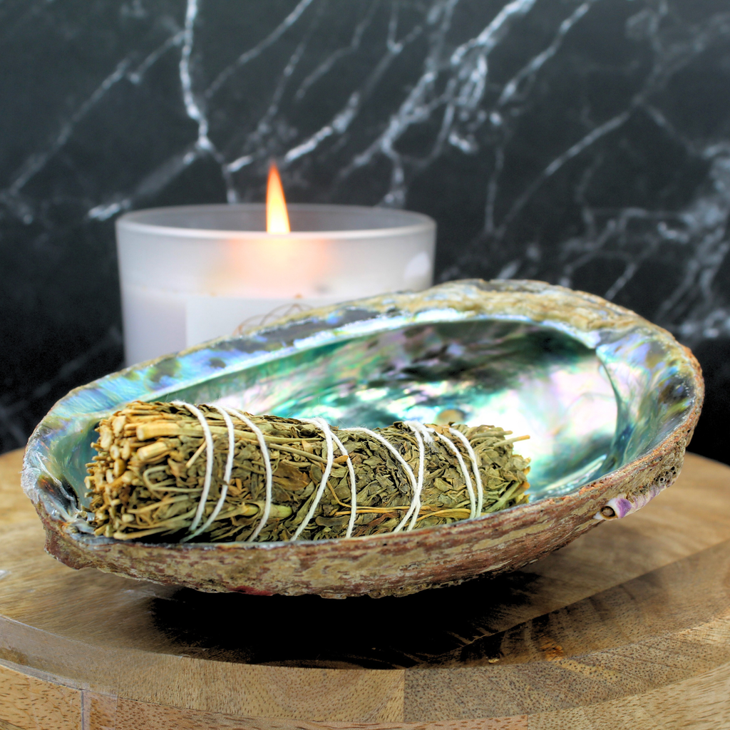 Coquille d'ormeau verte 15-17 cm