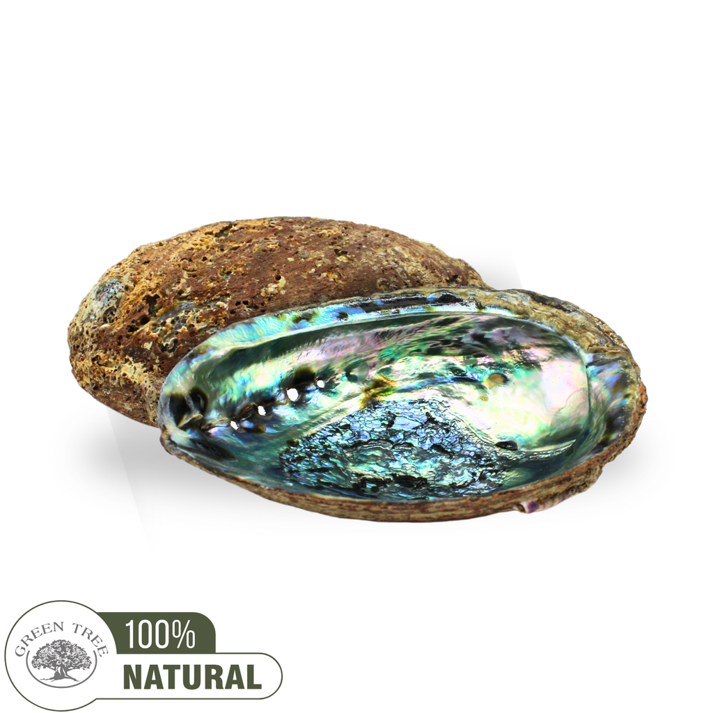 Coquille d'ormeau verte 15-17 cm