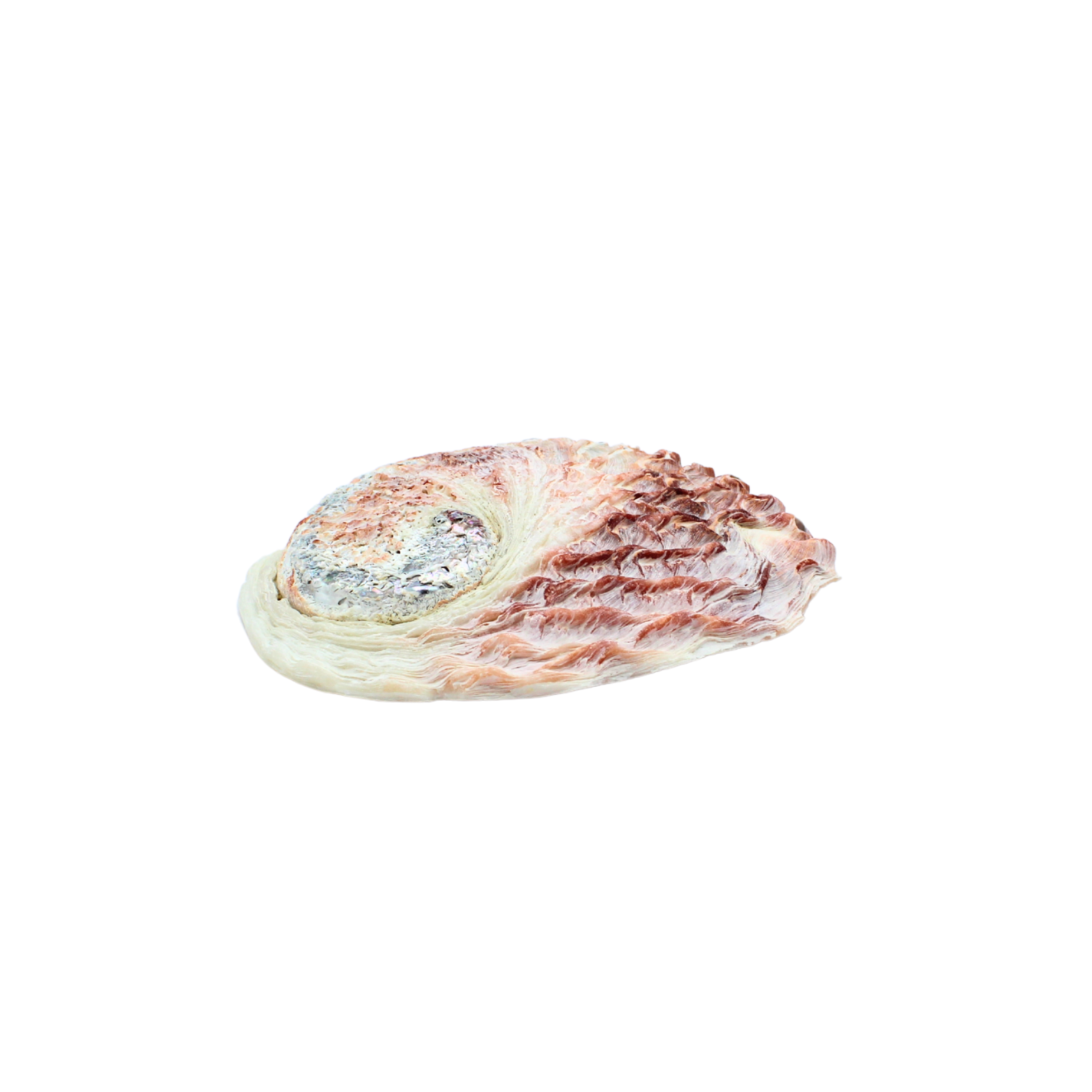 Coquille d'ormeau rose 12 à 15 cm