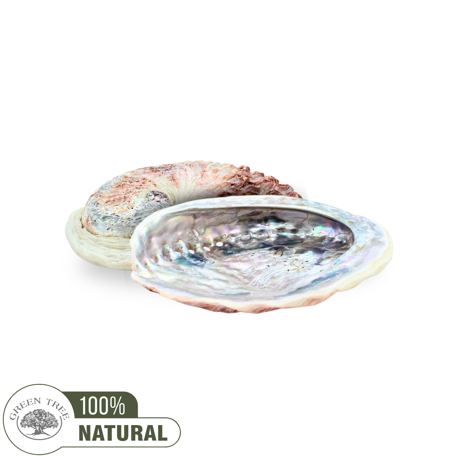 Coquille d'ormeau rose 12 à 15 cm