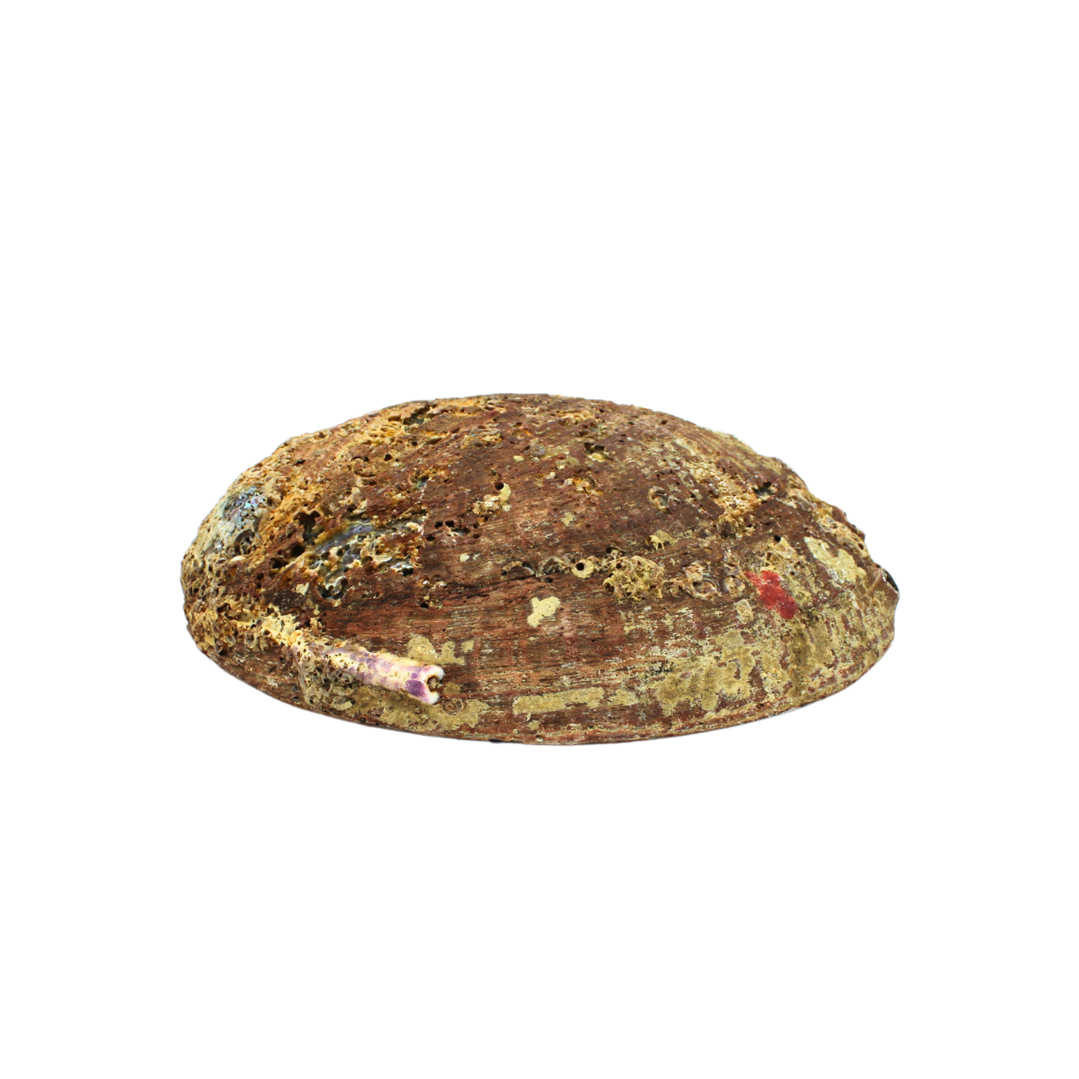 Coquille d'ormeau verte 15-17 cm