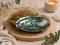 Coquille d'ormeau verte 15-17 cm